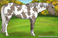 Horse Color:White Spotted Silver Grullo