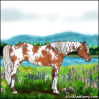 Horse Color:White Spotted Silver Bay 