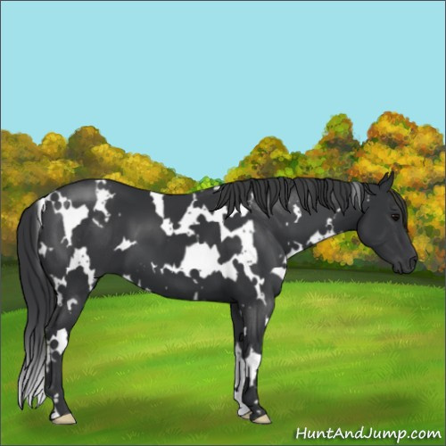 Horse Color:White Spotted Black 