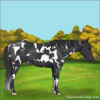 Horse Color:White Spotted Black