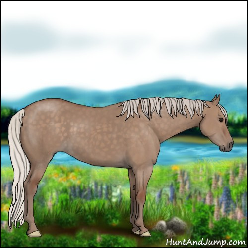 Horse Color:Silver Grullo 