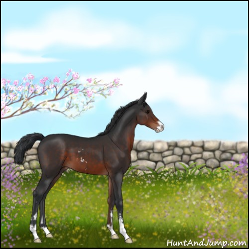 Horse Color:Brown Sabino 