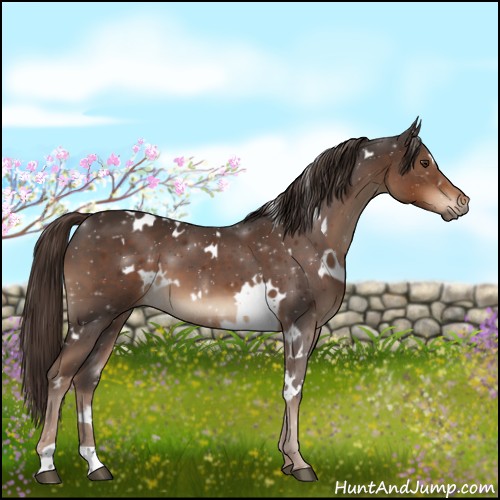 Horse Color:White Spotted Liver Chestnut 