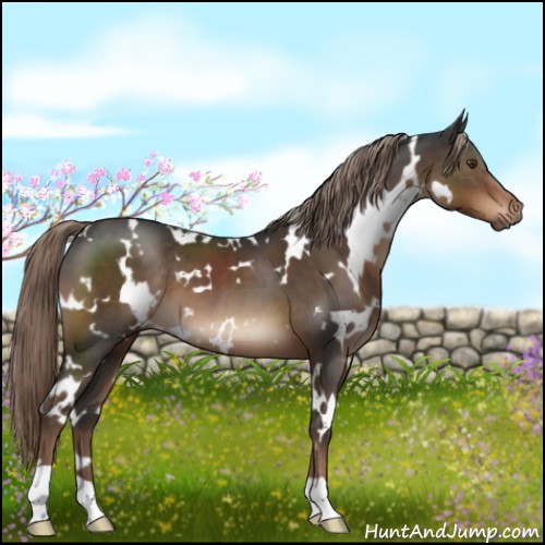 Horse Color:White Spotted Liver Chestnut 