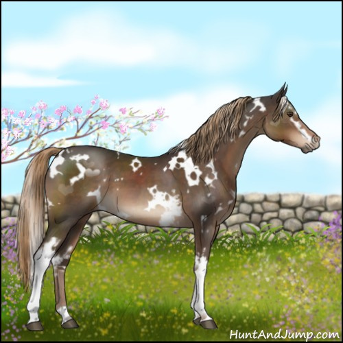 Horse Color:White Spotted Liver Chestnut