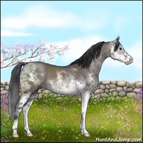 Horse Color:Grullo Sabino Splash 
