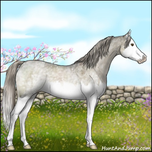 Horse Color:White Spotted Chocolate Palomino Roan Dun Mushroom Splash