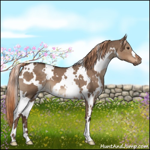 Horse Color:White Spotted Liver Red Dun 