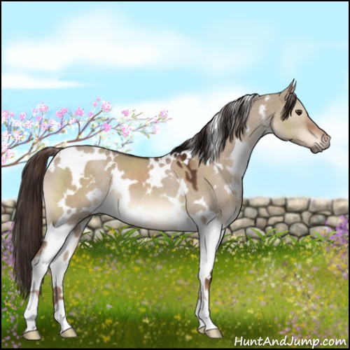Horse Color:White Spotted Liver Red Dun 