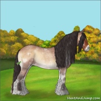 Horse Color:Buckskin Roan Onyx 