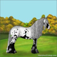 Horse Color:Bay Chinchilla Sabino Splash Appaloosa