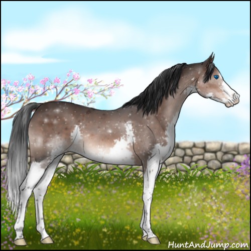 Horse Color:Brown Sabino Splash 