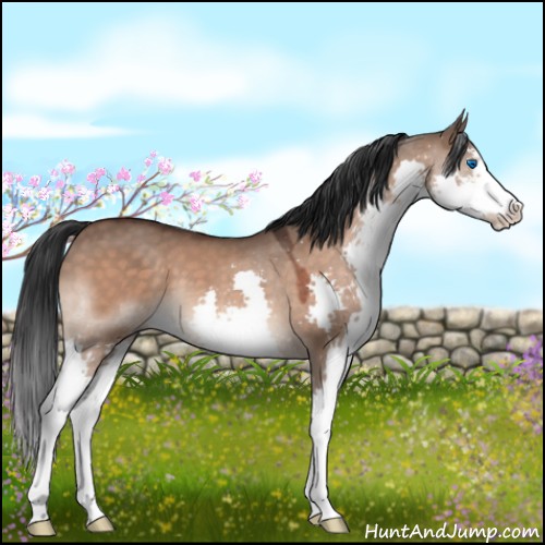 Horse Color:Brown Dun Sabino Splash 