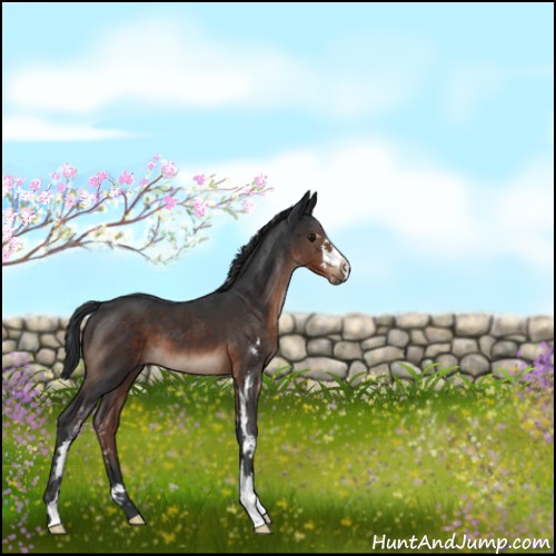 Horse Color:Brown Mushroom Sabino 