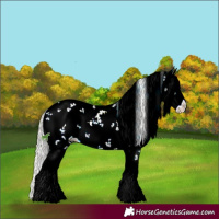 Horse Color:Silver Brown Dun Sabino Splash Rabicano