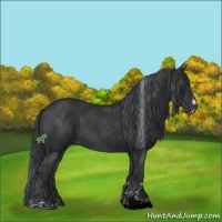 Horse Color:Black Sabino