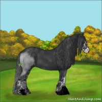 Horse Color:Black Sabino 