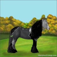 Horse Color:Black Sabino Tobiano 