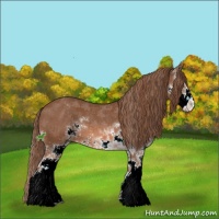 Horse Color:Chestnut Sabino 
