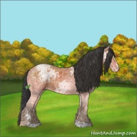Horse Color:Bay Ice Sabino 