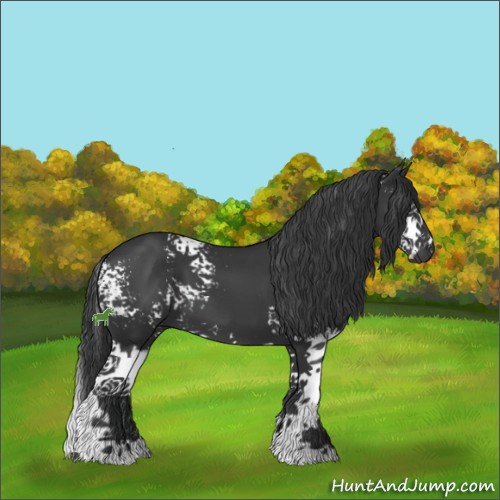 Horse Color:White Spotted Black Splash