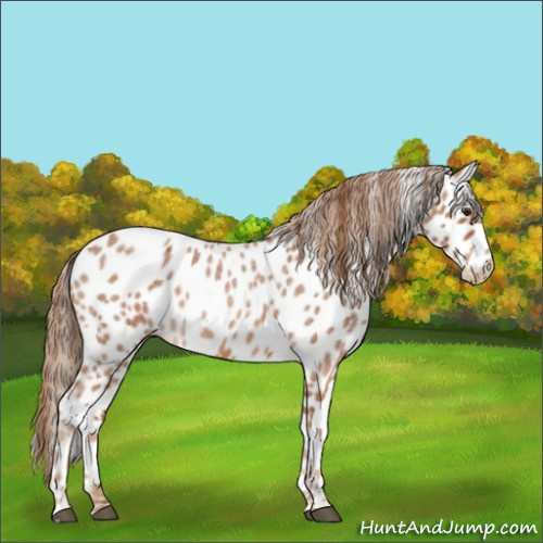 Horse Color:Red Roan Appaloosa 