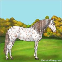 Horse Color:Red Roan Leopard 