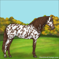 Horse Color:Gray Chestnut Appaloosa 