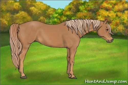 Horse Color:Chestnut Rabicano 