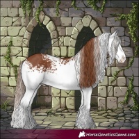 Horse Color:White Spotted Chestnut Splash