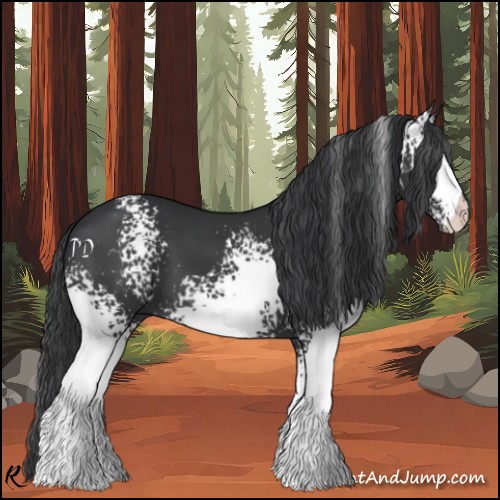 Horse Color:White Spotted Black
