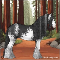 Horse Color:White Spotted Black 