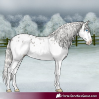 Horse Color:Silver Blue Roan Splash Appaloosa 