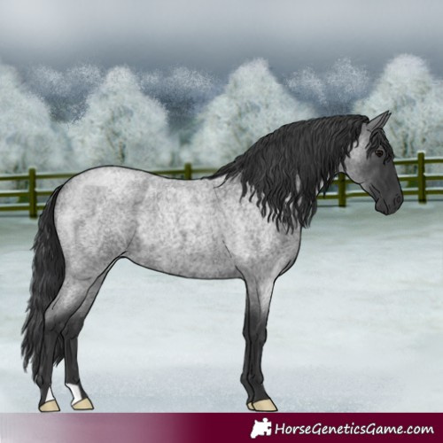 Horse Color:Blue Roan 
