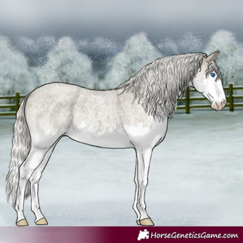 Horse Color:Silver Smoky Blue Roan Splash 