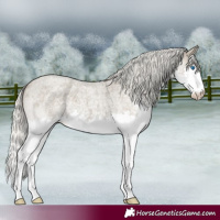 Horse Color:Silver Smoky Blue Roan Splash 
