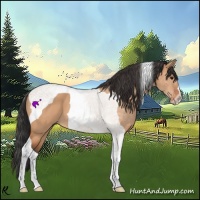 Horse Color:Bay Dun Tobiano 