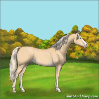 Horse Color:Gold Cream Champagne Dun Splash