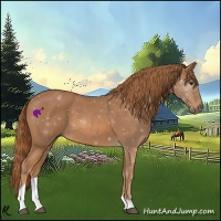 Horse Color:Red Roan Tobiano 