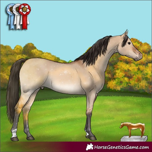 Horse Color:Bay Dun 