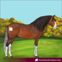 Horse Color:Bay Splash 