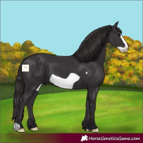 Horse Color:Smoky Black Frame 