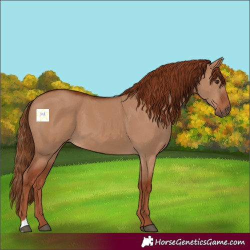 Horse Color:Red Dun 
