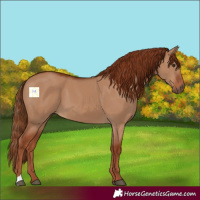 Horse Color:Red Dun 