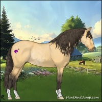 Horse Color:Buckskin Dun