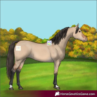 Horse Color:Bay Dun 