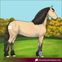 Horse Color:Buckskin 