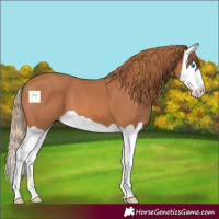Horse Color:Chestnut Splash 