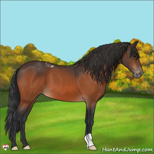 Horse Color:Bay Appaloosa 