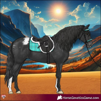 Horse Color:Black Appaloosa 